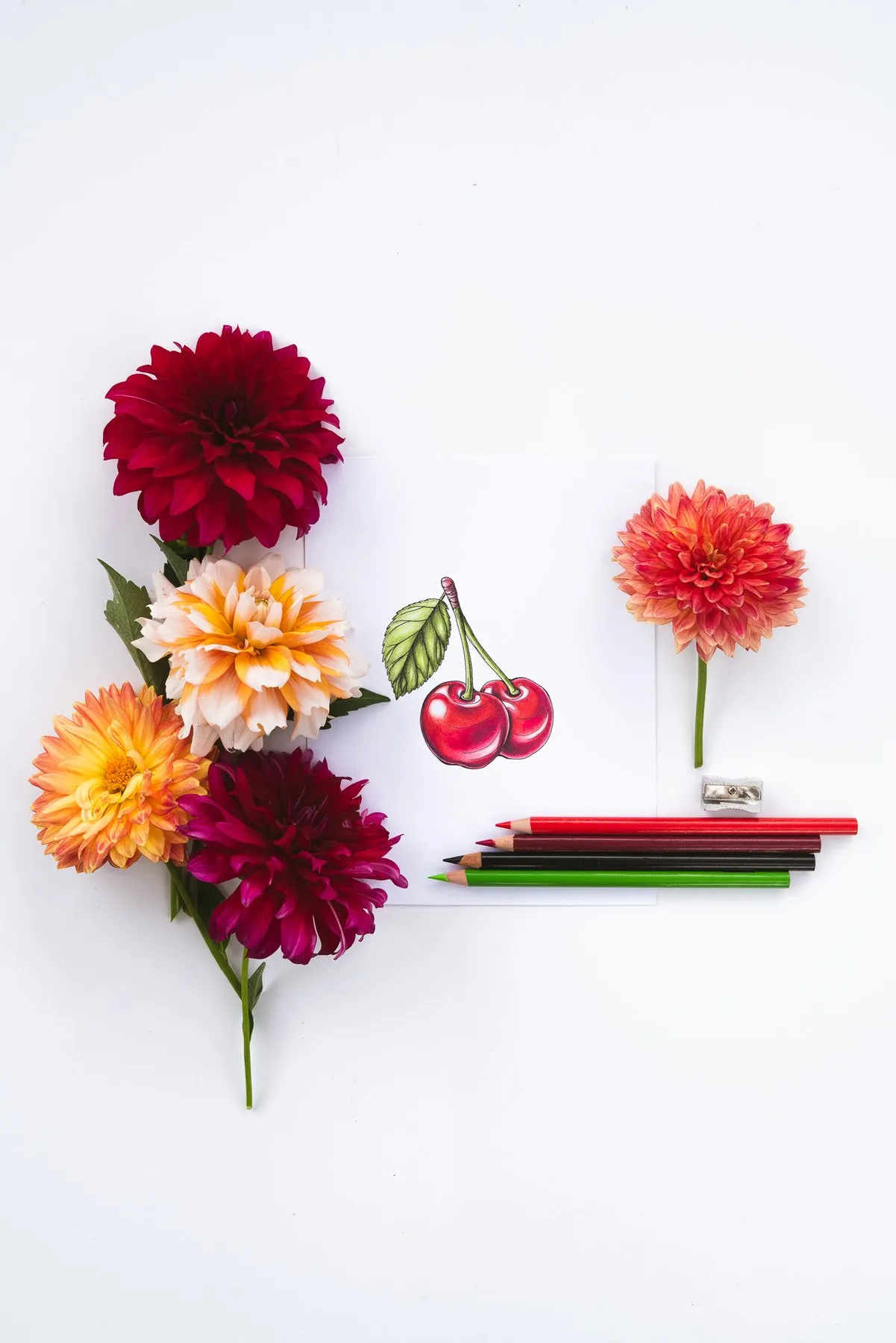 Colored cherry and dahlia illustrations with fresh dahlias and colored pencils
